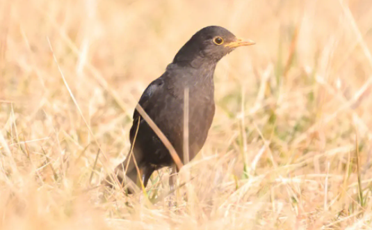 乌鸫怎么辨别公母?我来教你方法! 乌鸫怎么辨别公母?我来教你方法!