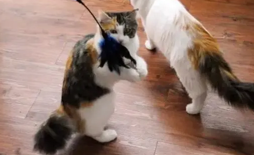 猫晚上太闹腾关进猫包?建议别养猫,对猫不好 猫晚上太闹腾关进猫包?建议别养猫,对猫不好