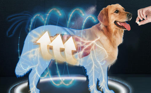 幼犬体内驱虫的注意事项有哪些？