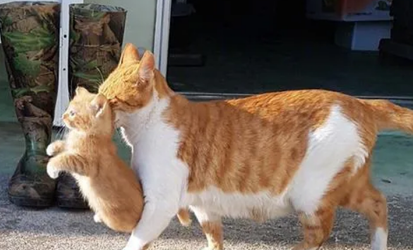 母猫为什么叼着小猫换地方母猫为什么叼着小猫换地方？可能遇到这几种情况了