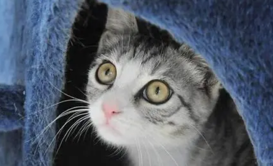 猫胆小怕人整天躲着怎么办？试试这几招