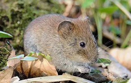 林地田鼠咬人怎么办？看完这篇文章你就懂了！