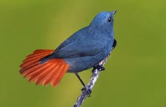 红尾水鸲是保护动物吗?来瞧一瞧吧 红尾水鸲是保护动物吗?来瞧一瞧吧