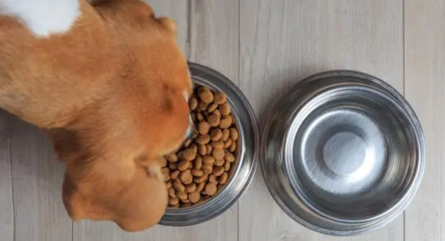更换狗粮，过渡期应多久？铲屎官来瞧一瞧