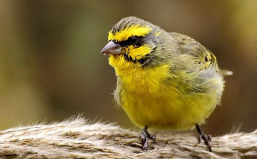 一文告诉你金青鸟最好饲料是什么~