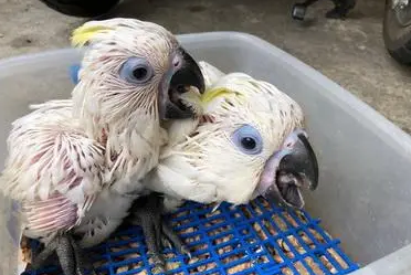 蓝眼凤头鹦鹉价格是多少？想养的get一下吧