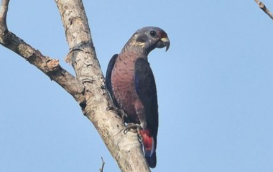 暗色鹦鹉哪里有卖？一般有这几个渠道