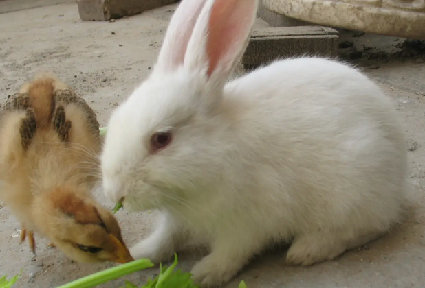 每日一问：兔子是哺乳动物吗？
