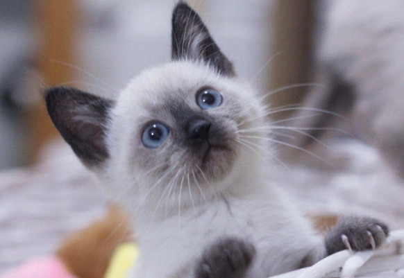 如何给猫咪体外驱虫，需要注意什么？