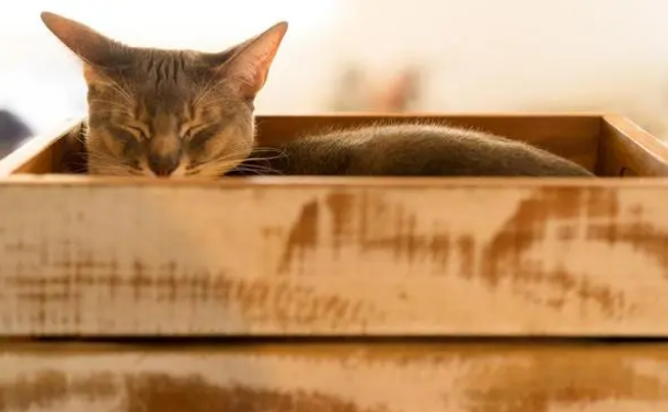 猫咪吃多了零食会怎样，不知道来看这篇！