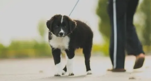 怎么训练狗跟着牵引绳走?来学牵引绳的技巧 怎么训练狗跟着牵引绳走?来学牵引绳的技巧