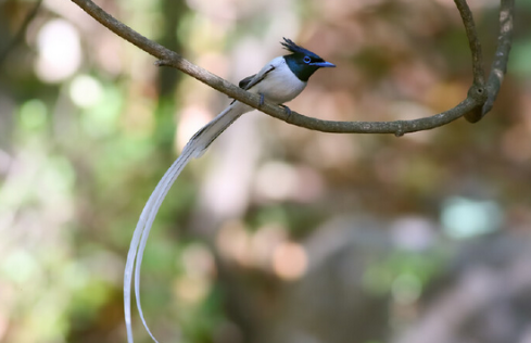 寿带鸟的价格如何，是不是很值钱