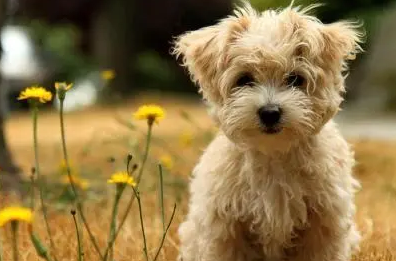 今日科普：小狗换粮之后拉稀会不会自愈