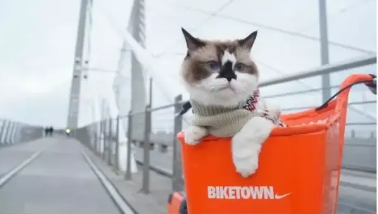 ZEAL真致·猫咪爱不爱你，“蹭”一下就知道！