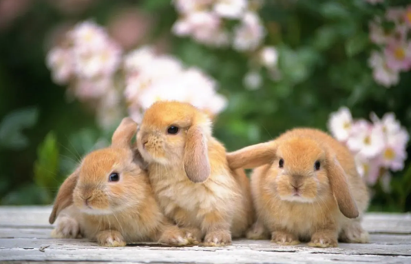 快来了解：养兔子的优势有哪些？