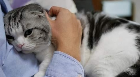 猫为什么主人走哪跟哪？看完你就知道了