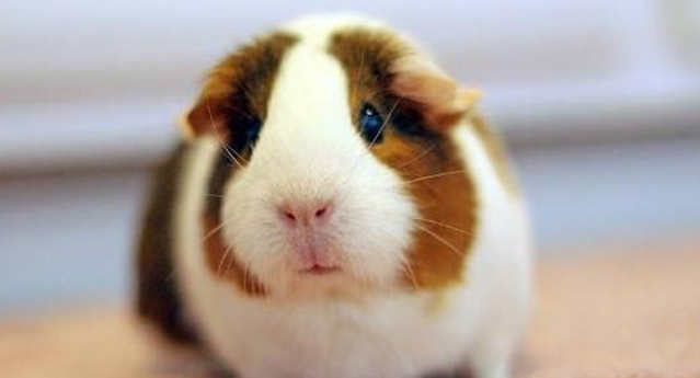 荷兰猪臭吗？答案揭晓