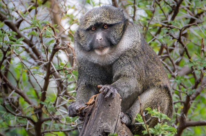 短肢猴的颜值怎么样？快来看看它的形态特征吧！