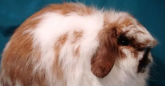 关于美国长毛垂耳兔的信息，大家了解多少~