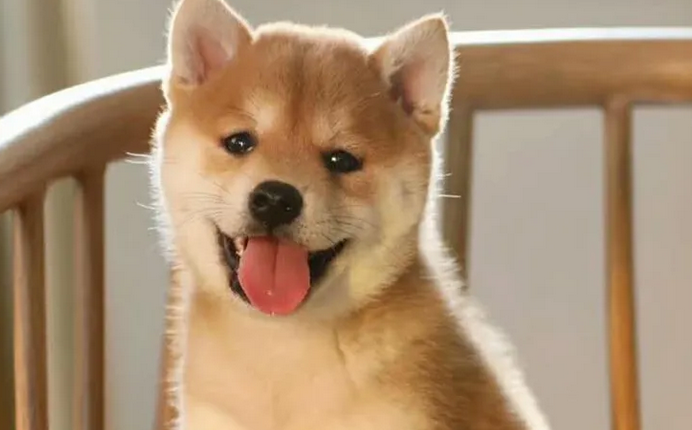 带你解密柴犬到底是不是日本的土狗？