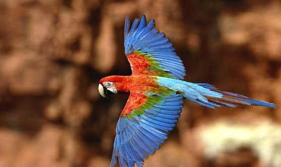 一起来了解一下红绿金刚鹦鹉形态特征！