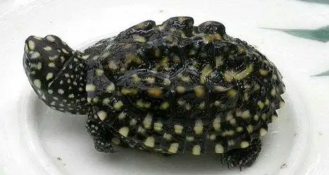 想知道斑点池龟如何辨别雌雄？我来告诉你答案！