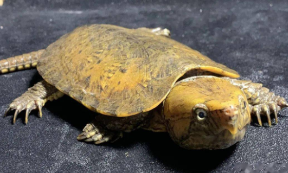 鹰咀龟喜欢吃什么？饲养需要注意什么