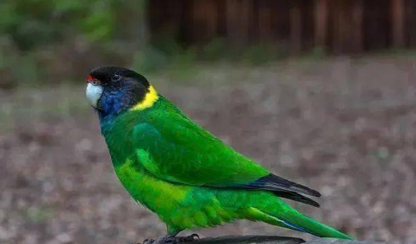 林肯港鹦鹉的寿命，你还不知道吗？