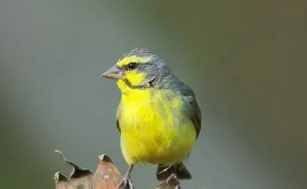 金青鸟怎么饲养？饲主可以来学习下