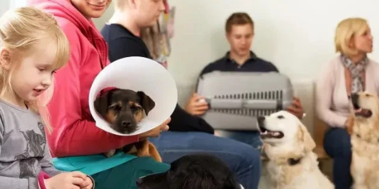 宠物医院怎么经营 宠物医院哪家好