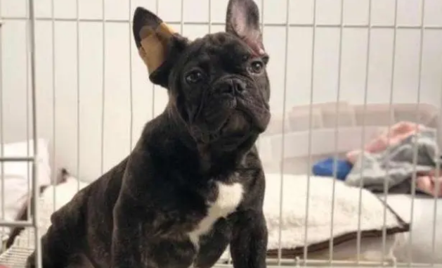 给狗狗洗澡要注意些什么？家里有狗的人赶紧来