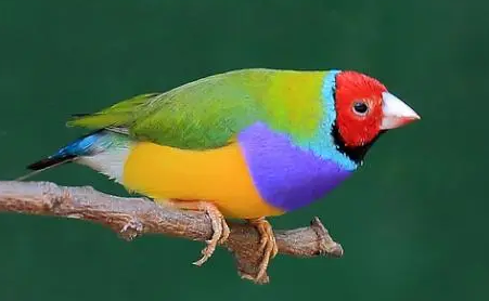 七彩文鸟如何饲养？养的人学习下吧