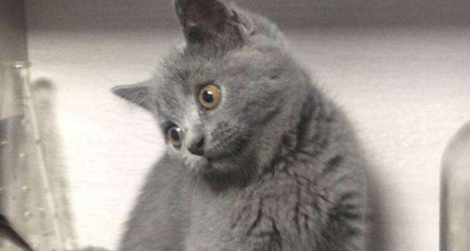 蓝猫折耳好还是立耳猫好？新手朋友们来看看