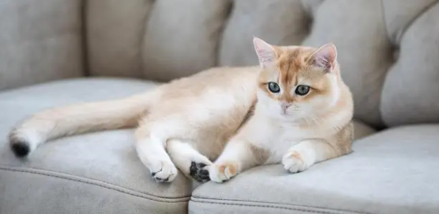 猫舍在哪里找?多年养猫人告诉你,猫舍和后院的猫,区别在哪! 猫舍在哪里找?多年养猫人告诉你,猫舍和后院的猫,区别在哪!