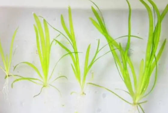 饲养观赏鱼养这5种水草，错不了