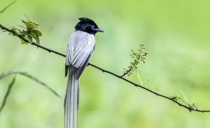 绶带鸟怎么养？想养的人看过来