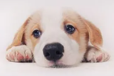 饲主科普：狗的温度多少正常体温？