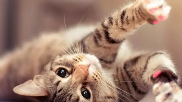 营养膏到底有没有用? 营养膏到底有没有用?