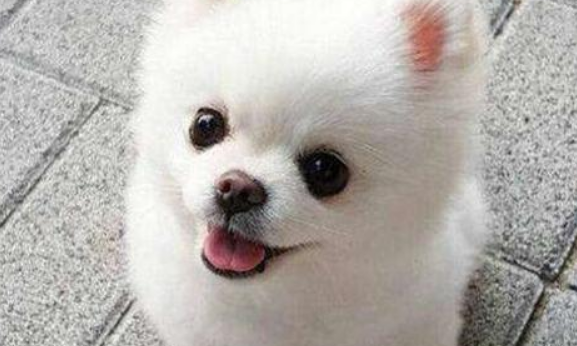 博美不喜欢主人的表现是什么？遇到这几种情况要注意了