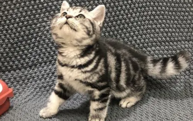 虎斑猫和美短的区别在哪？让我们一起来看看！！