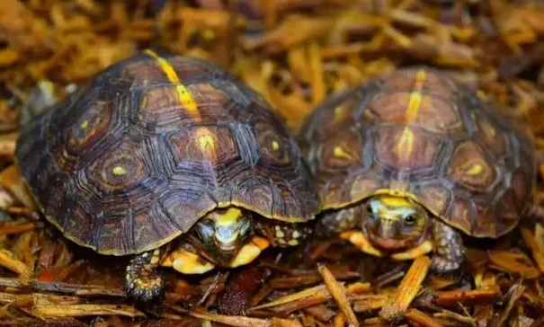 话说，洪都拉斯木纹龟能和黄缘混养吗？