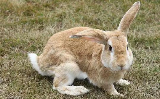 新手宠主关心的话题：豫丰黄兔价格多少