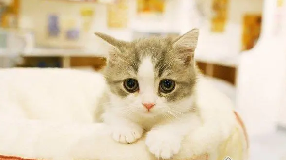 猫主子们看过来，猫咪换牙都换哪几颗牙！