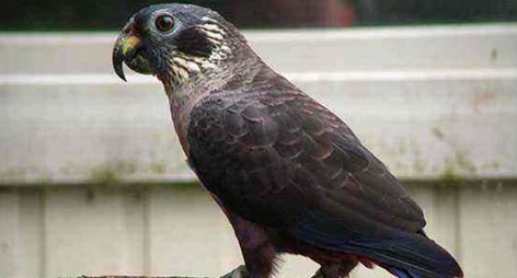 暗色鹦鹉能活多久？它的特点是什么？