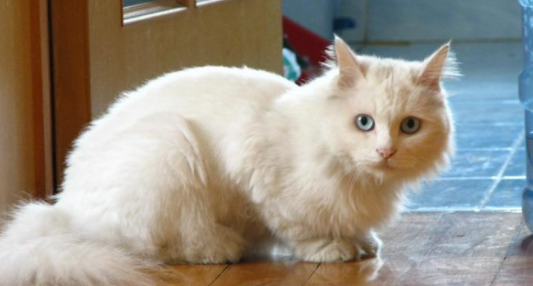 银渐层和田园猫杂交生出的串猫可以要么？快来看