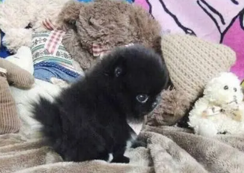 猫身上有黑色的颗粒，有人知道是咋回事吗？