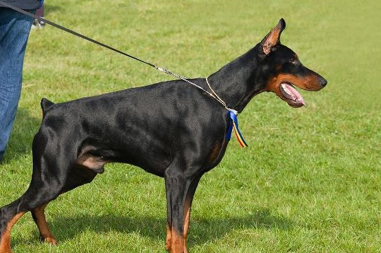 杜宾多大开始凶不会怕其他狗？这篇文章告诉你