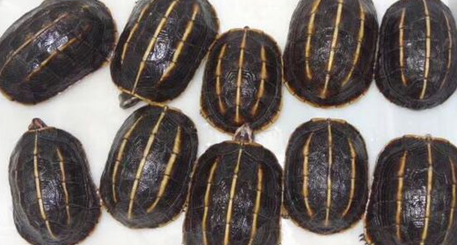 三棱黑龟价格多少钱?新手想知道吗? 三棱黑龟价格多少钱?新手想知道吗?