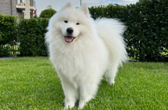 快来了解一下,幼犬怎么看出凶不凶? 快来了解一下,幼犬怎么看出凶不凶?