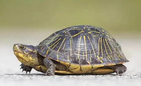 你们说，佛罗里达箱龟喜欢晒太阳吗？
